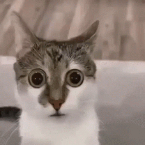 cat typing